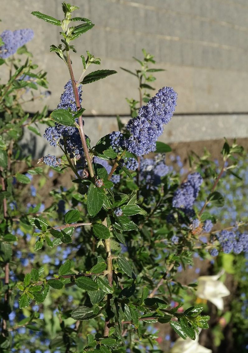 Image of Ceanothus thyrsiflorus specimen.