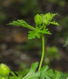 Malva moschata