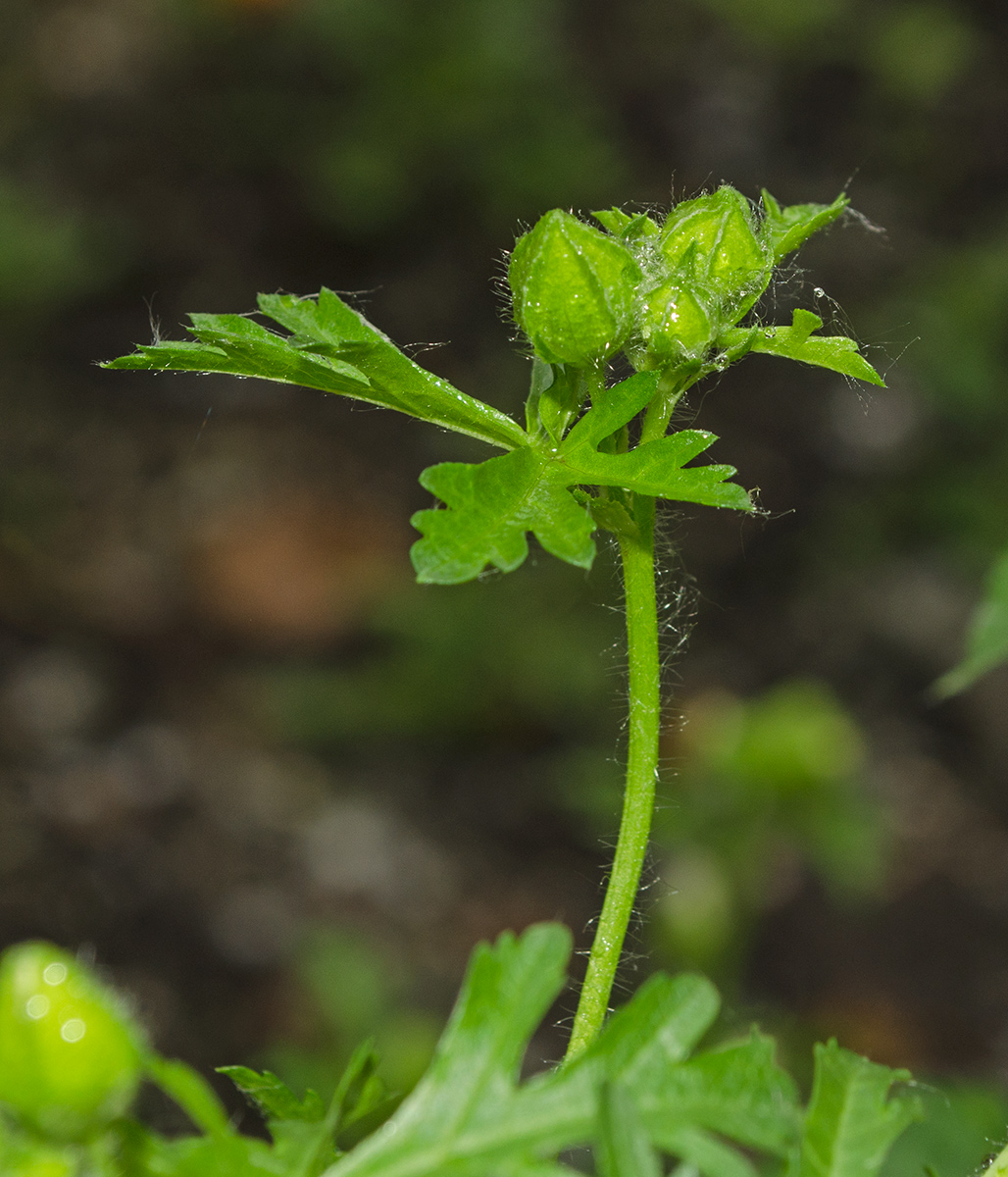 Image of Malva moschata specimen.