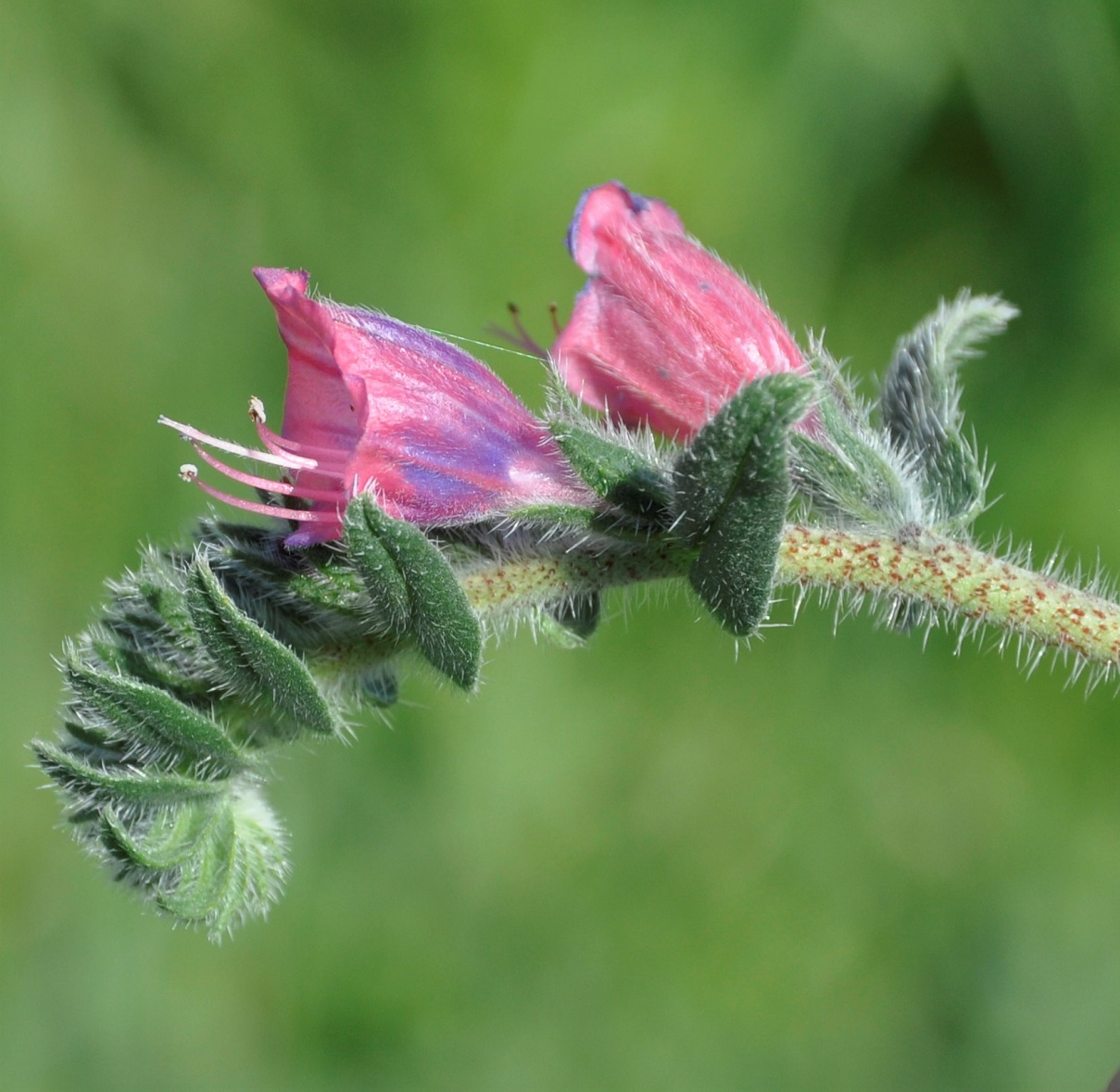 Image of Echium angustifolium specimen.