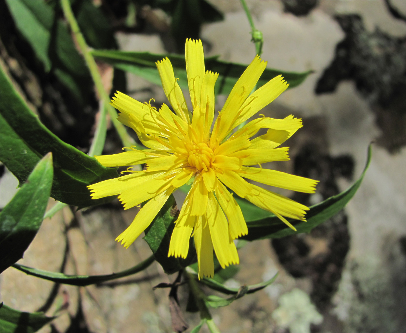 Изображение особи Hieracium umbellatum.