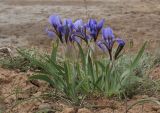 Iris scariosa. Цветущие растения. Волгоградская обл., Палласовский р-н, берег оз. Эльтон. 26 апреля 2007 г.