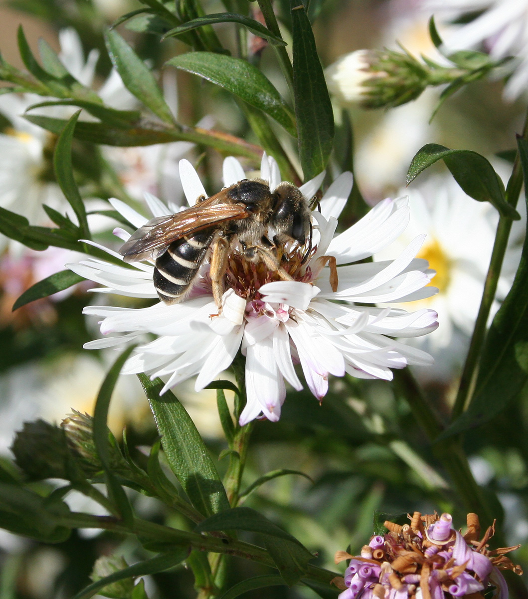 Изображение особи Symphyotrichum &times; versicolor.