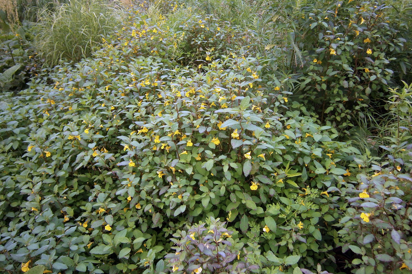 Image of Impatiens maackii specimen.