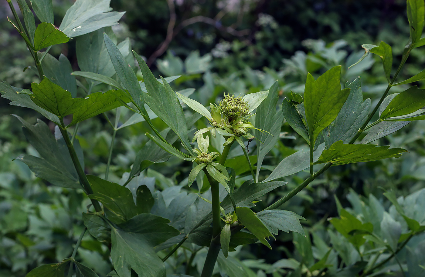 Изображение особи Levisticum officinale.