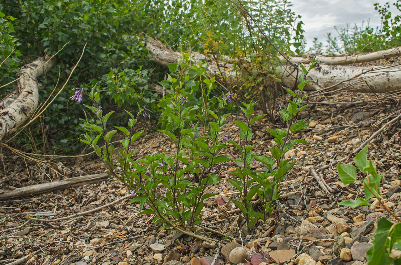 Image of Solanum kitagawae specimen.