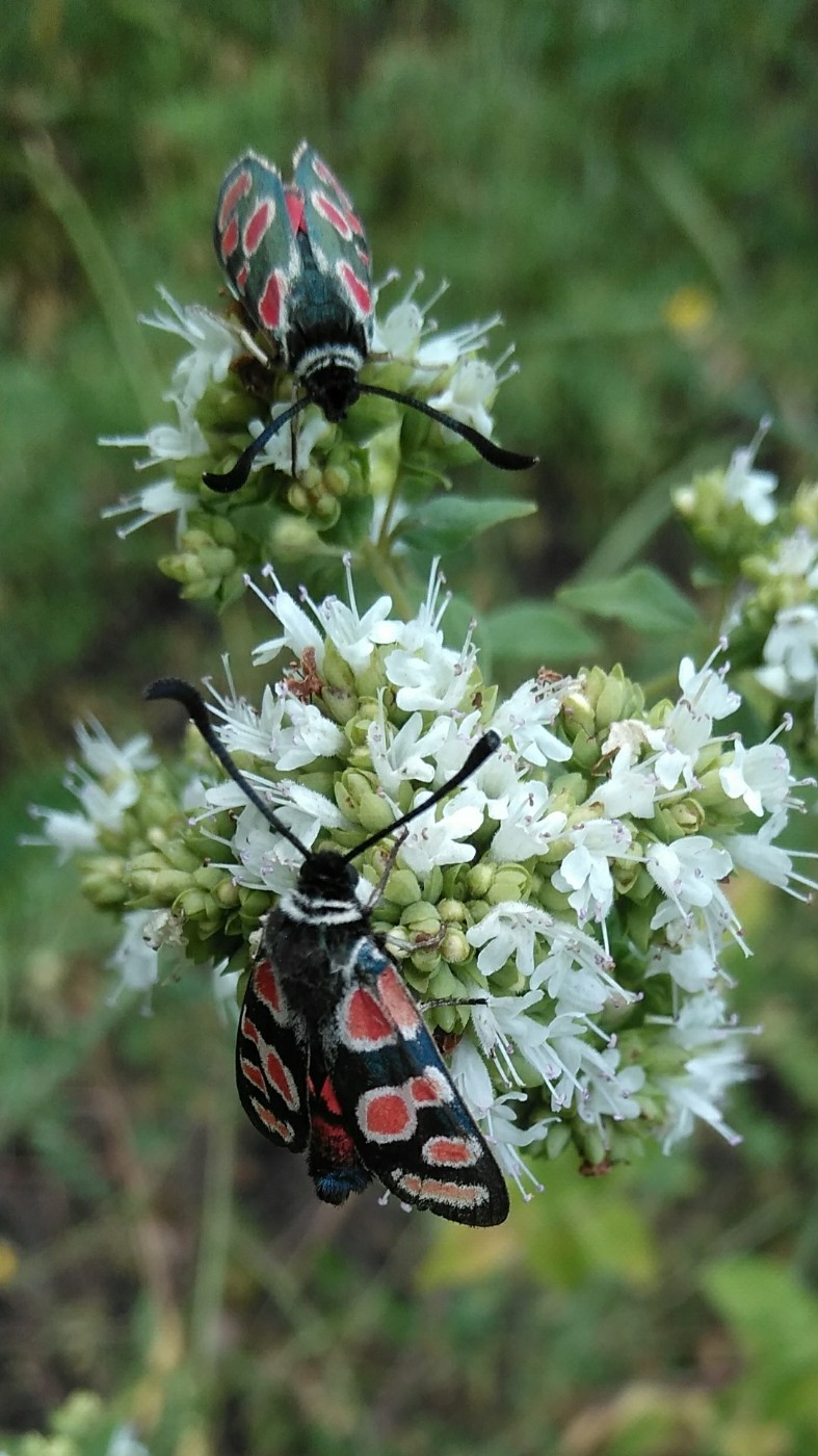 Image of Origanum vulgare ssp. viride specimen.