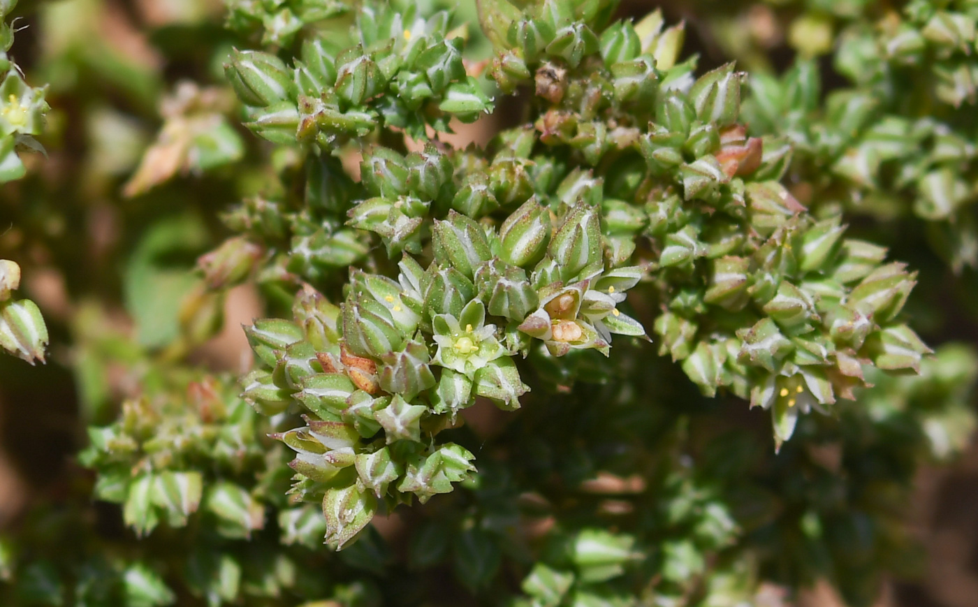 Изображение особи Polycarpon succulentum.