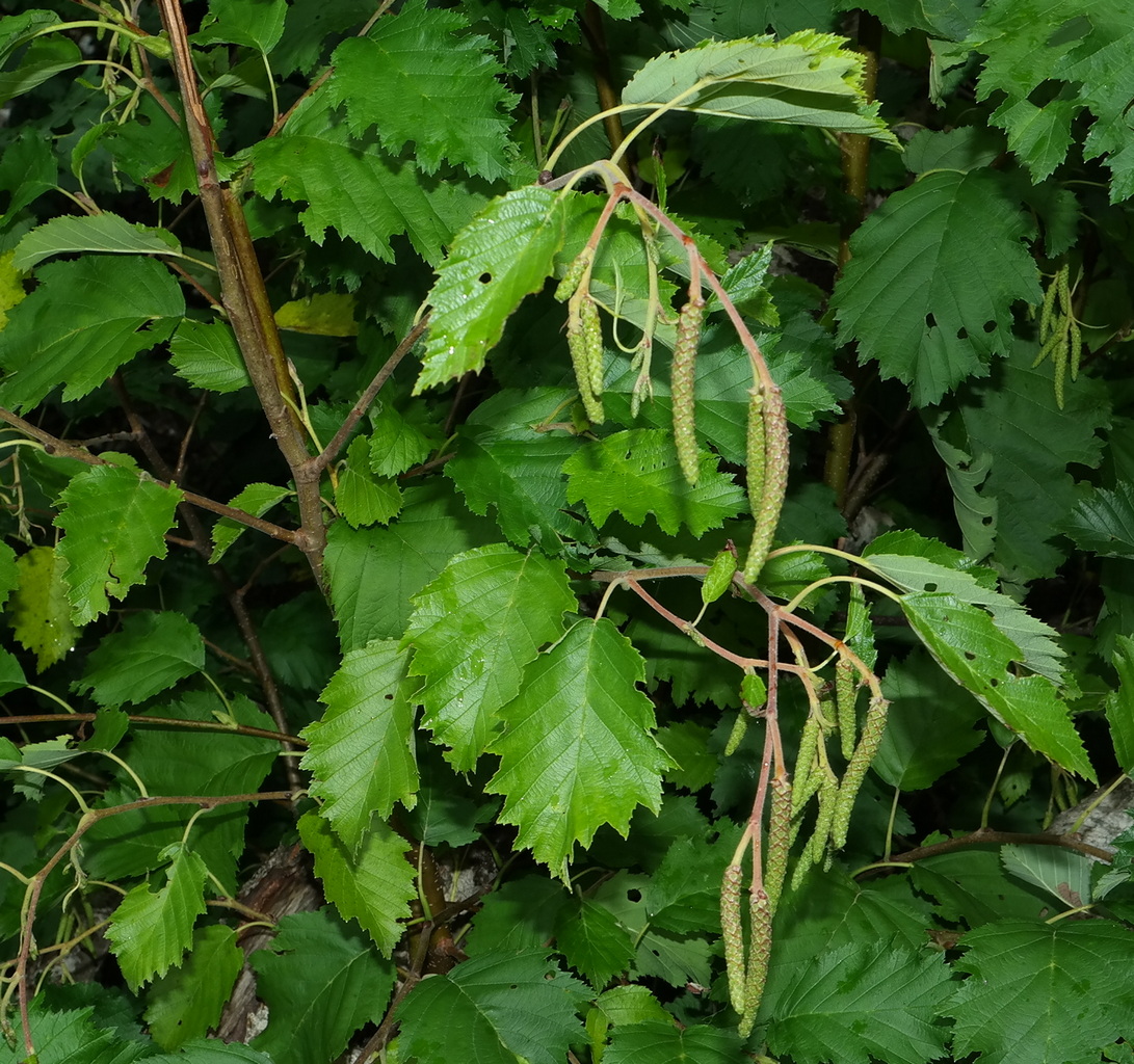 Image of Alnus incana specimen.