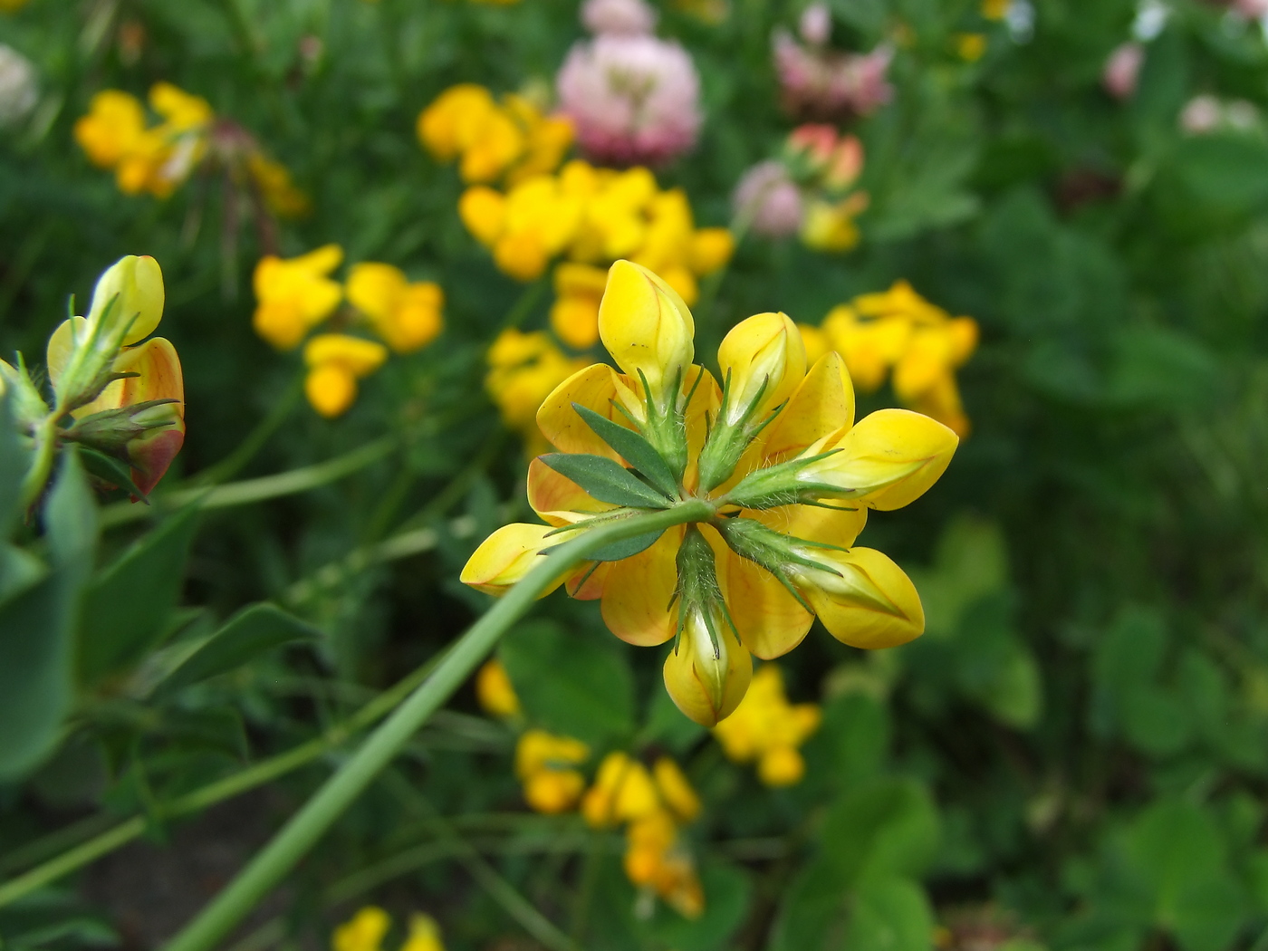 Image of Lotus corniculatus specimen.