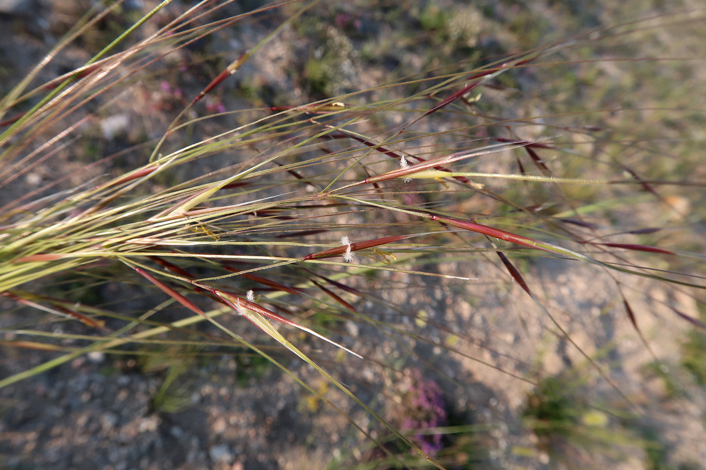 Изображение особи род Stipa.