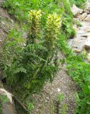 Pedicularis condensata