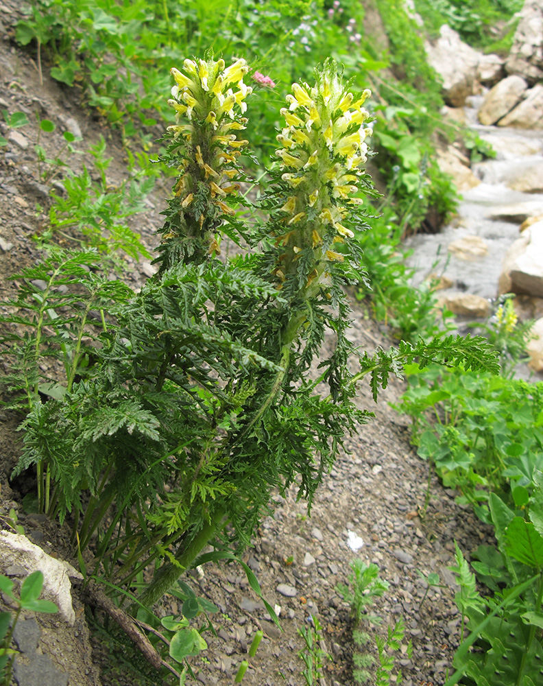 Изображение особи Pedicularis condensata.