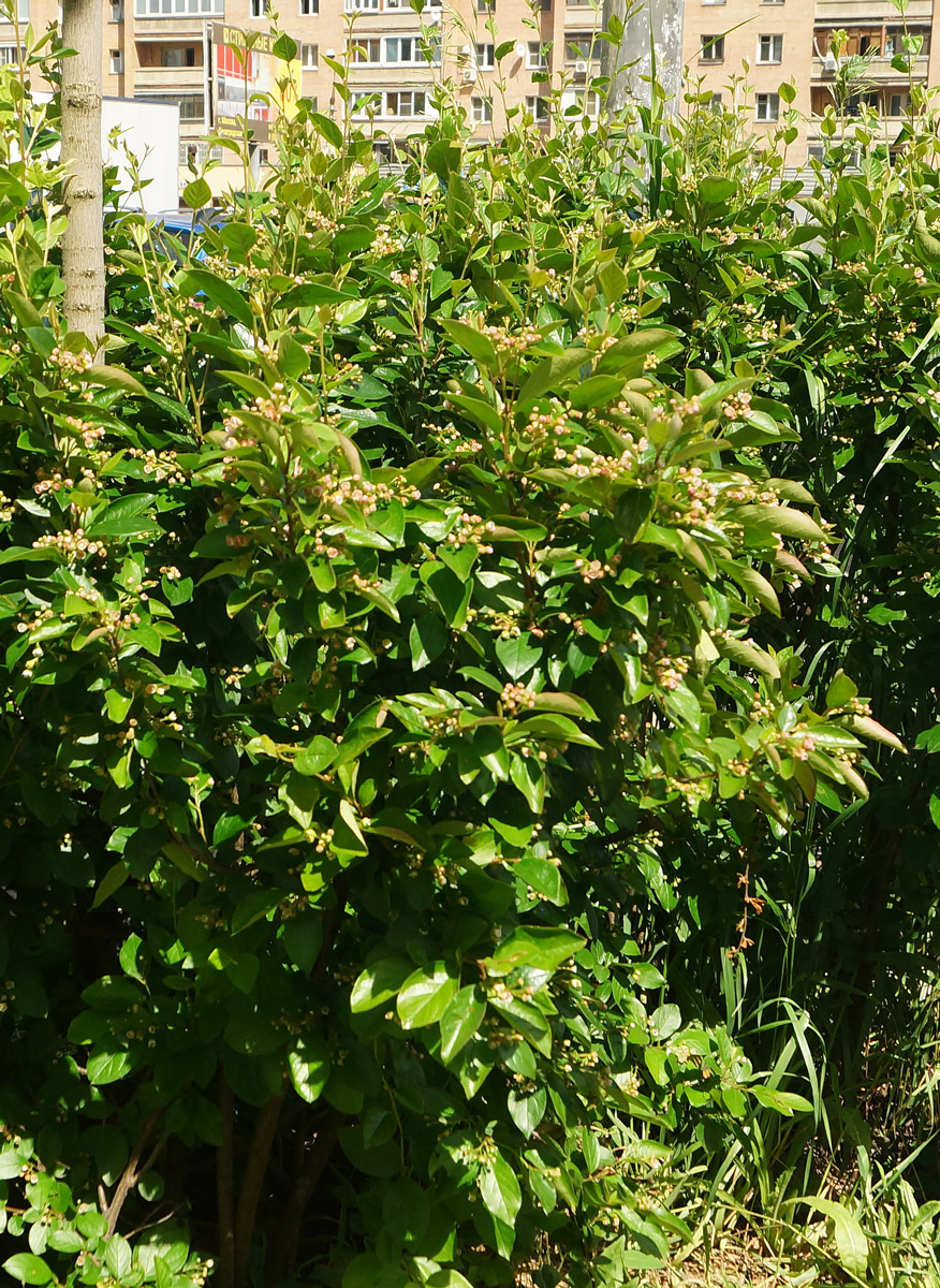 Image of Cotoneaster lucidus specimen.