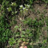 Cerastium glomeratum. Цветущее растение на обочине дороги. Азербайджан, Ленкорань. 11.04.2010.