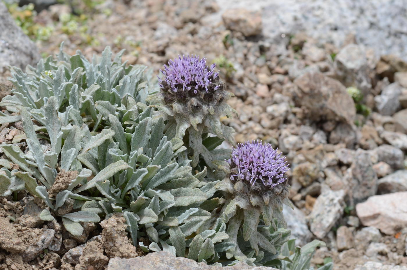 Image of Saussurea gnaphalodes specimen.