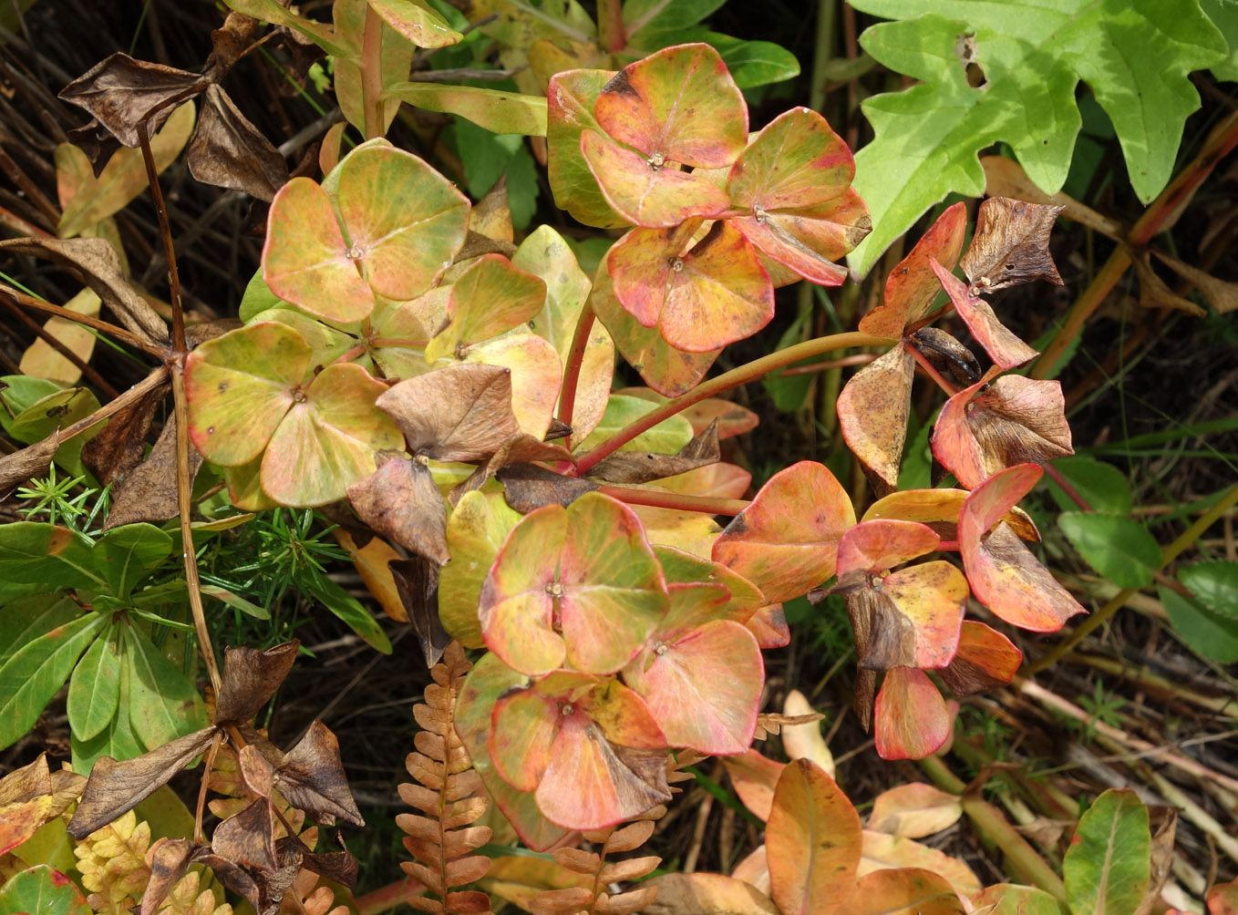 Изображение особи род Euphorbia.