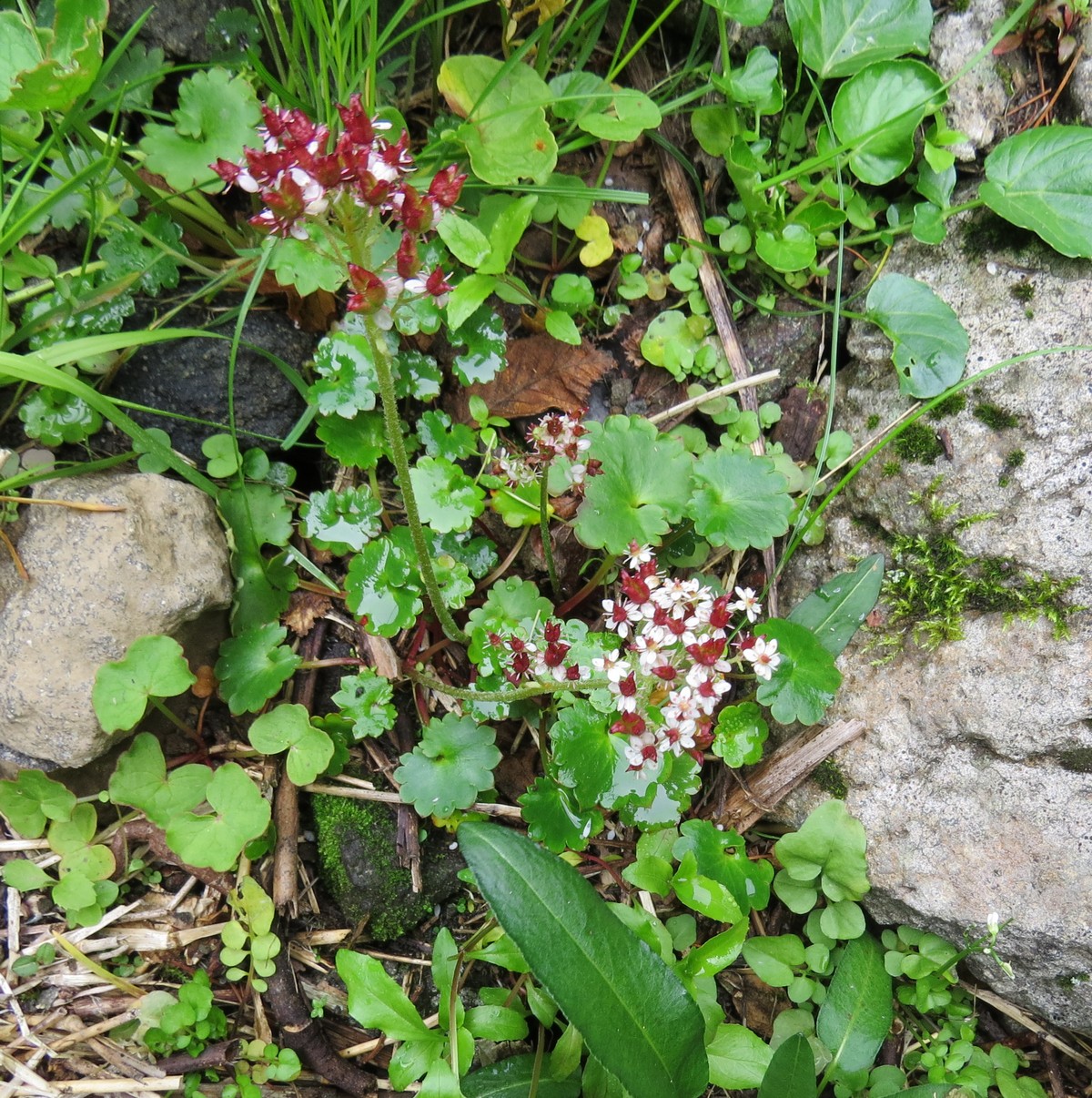 Image of Micranthes nelsoniana ssp. insularis specimen.