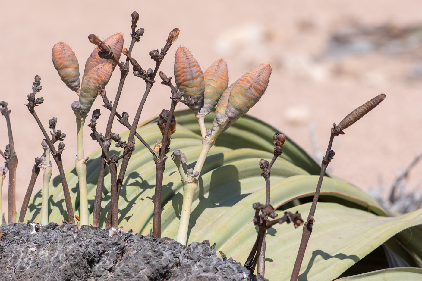 Image of Welwitschia mirabilis specimen.