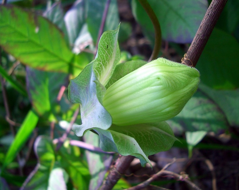 Image of Cobaea scandens specimen.