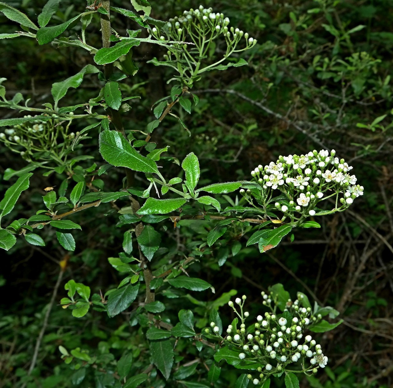 Image of Pyracantha coccinea specimen.