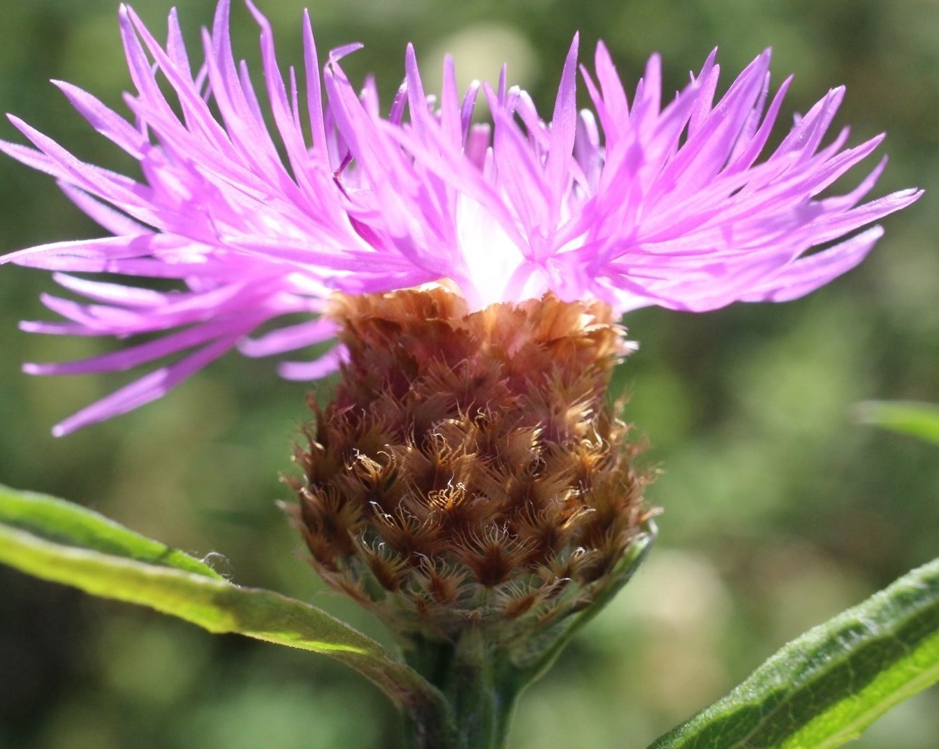 Изображение особи Centaurea &times; livonica.