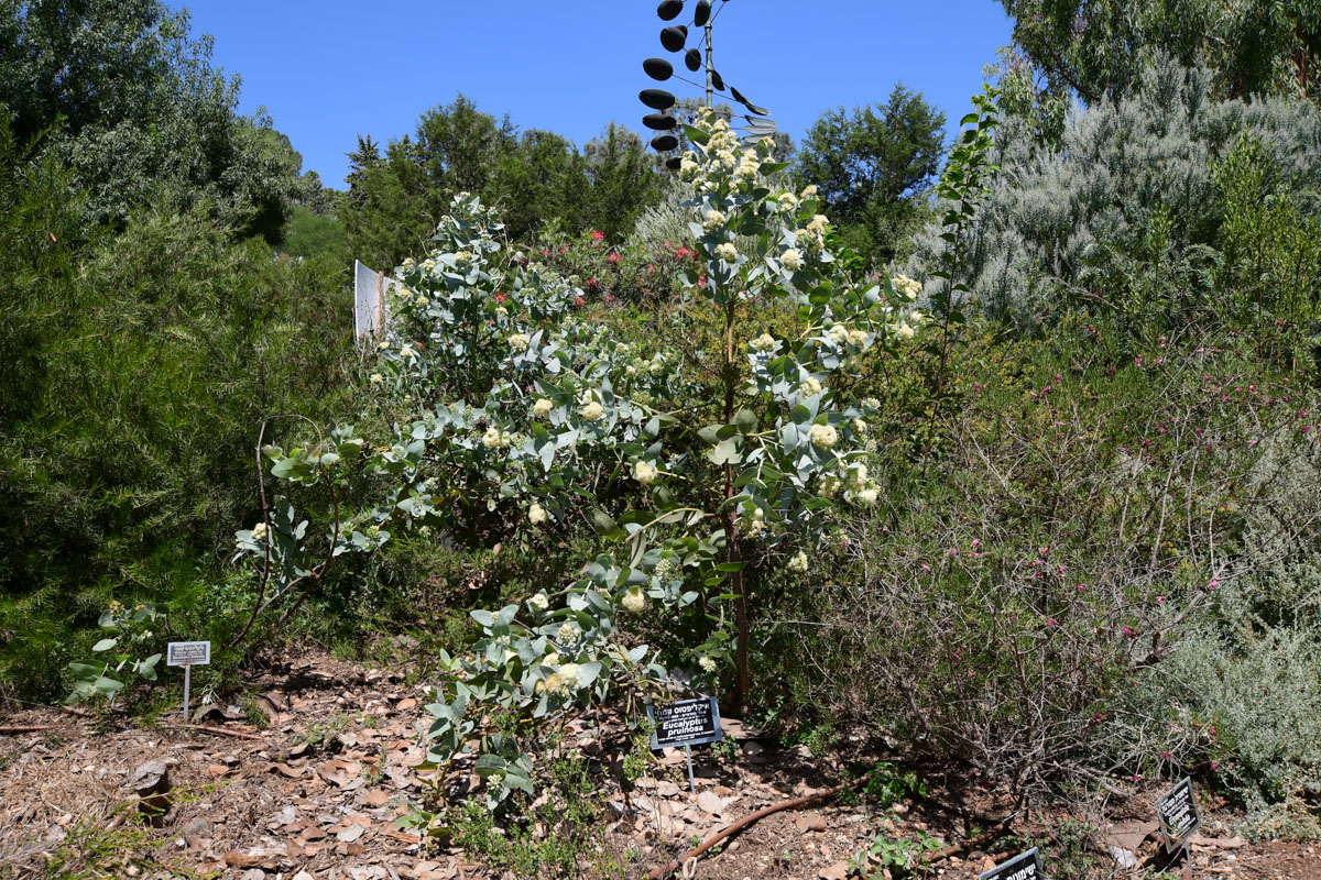 Image of Eucalyptus pruinosa specimen.