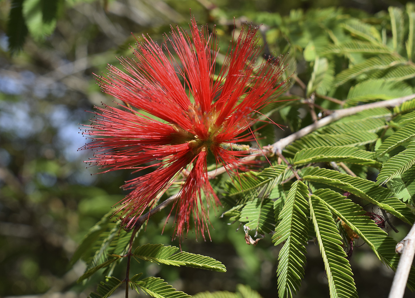 Image of genus Calliandra specimen.