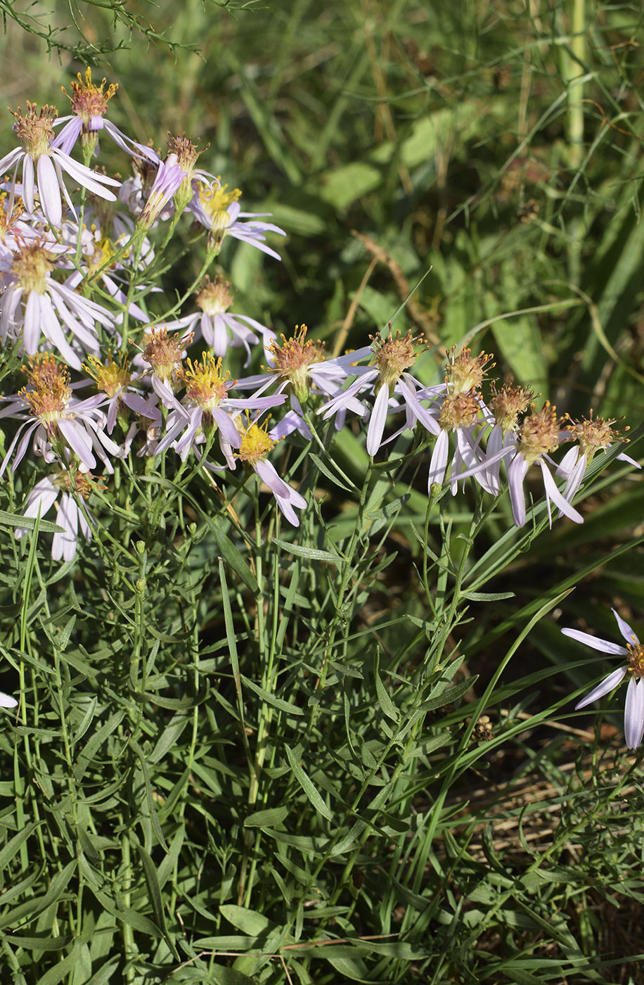 Изображение особи Galatella sedifolia.