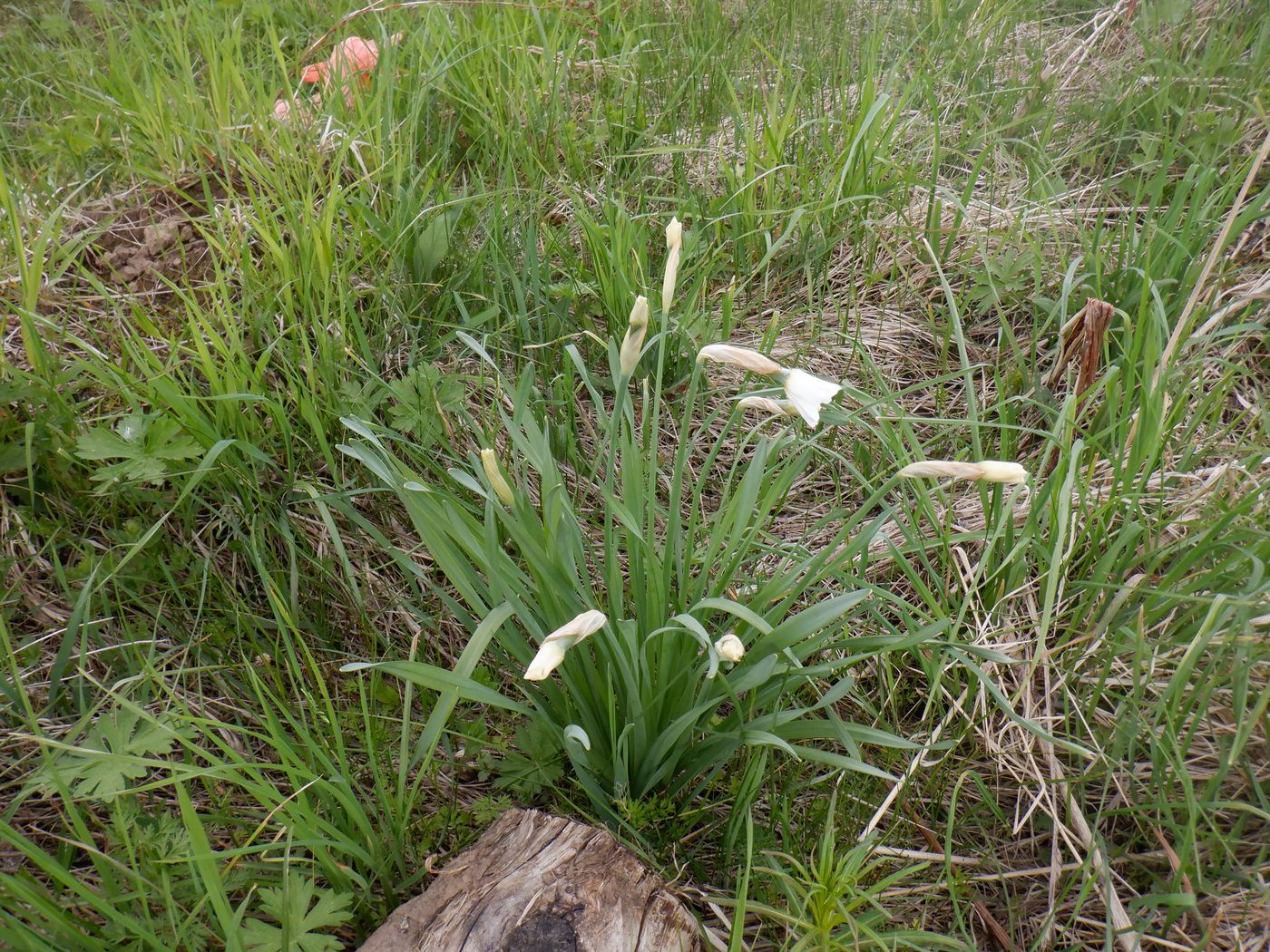 Image of Narcissus poeticus specimen.