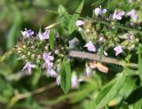 Thymus marschallianus