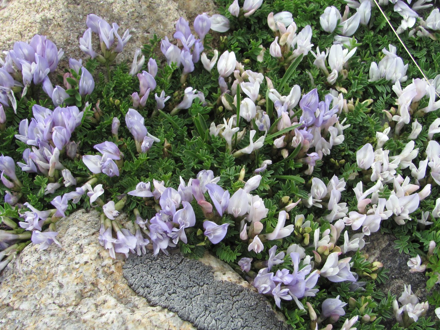 Изображение особи Astragalus levieri.