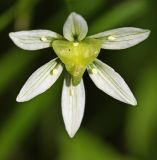 Lloydia triflora
