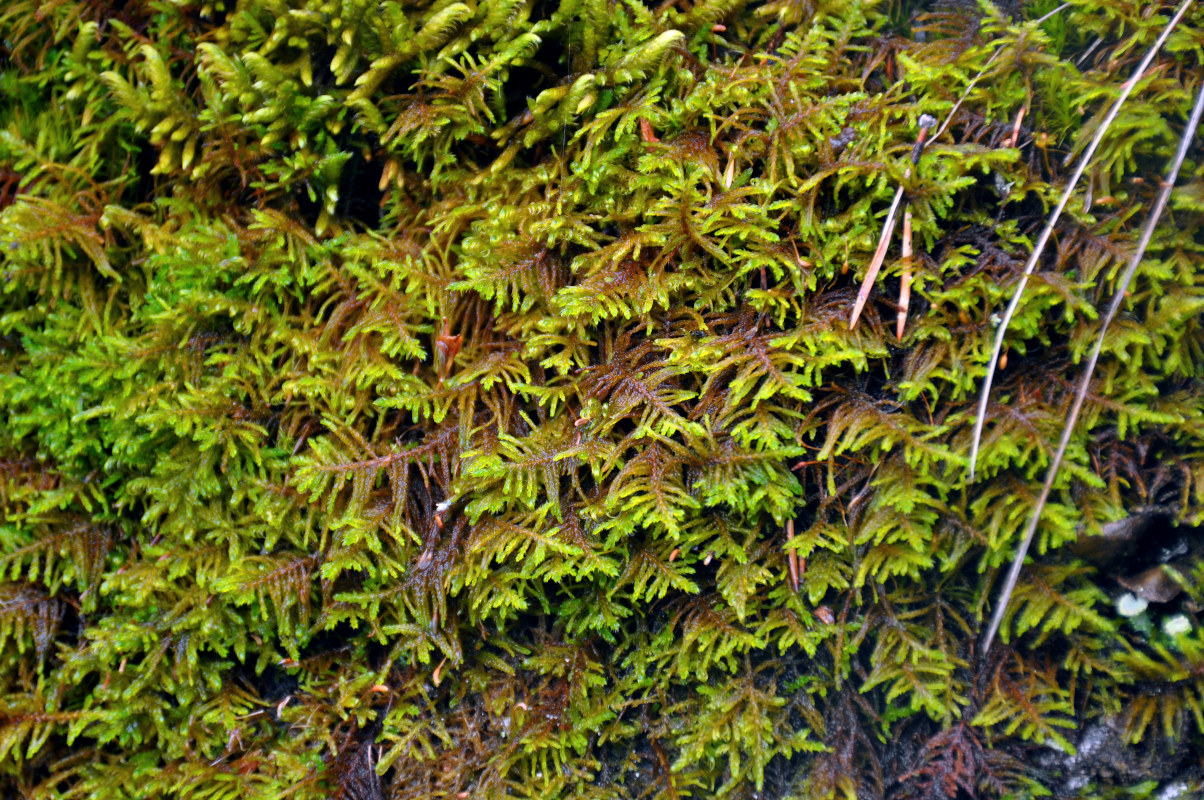 Image of Abietinella abietina specimen.