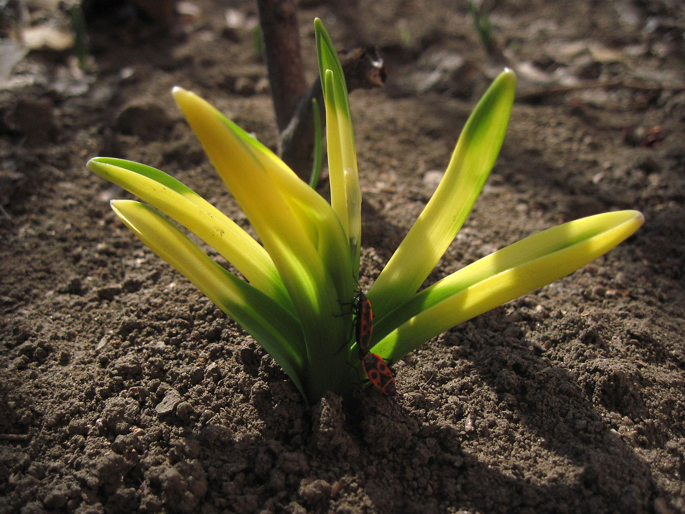 Изображение особи род Hyacinthus.