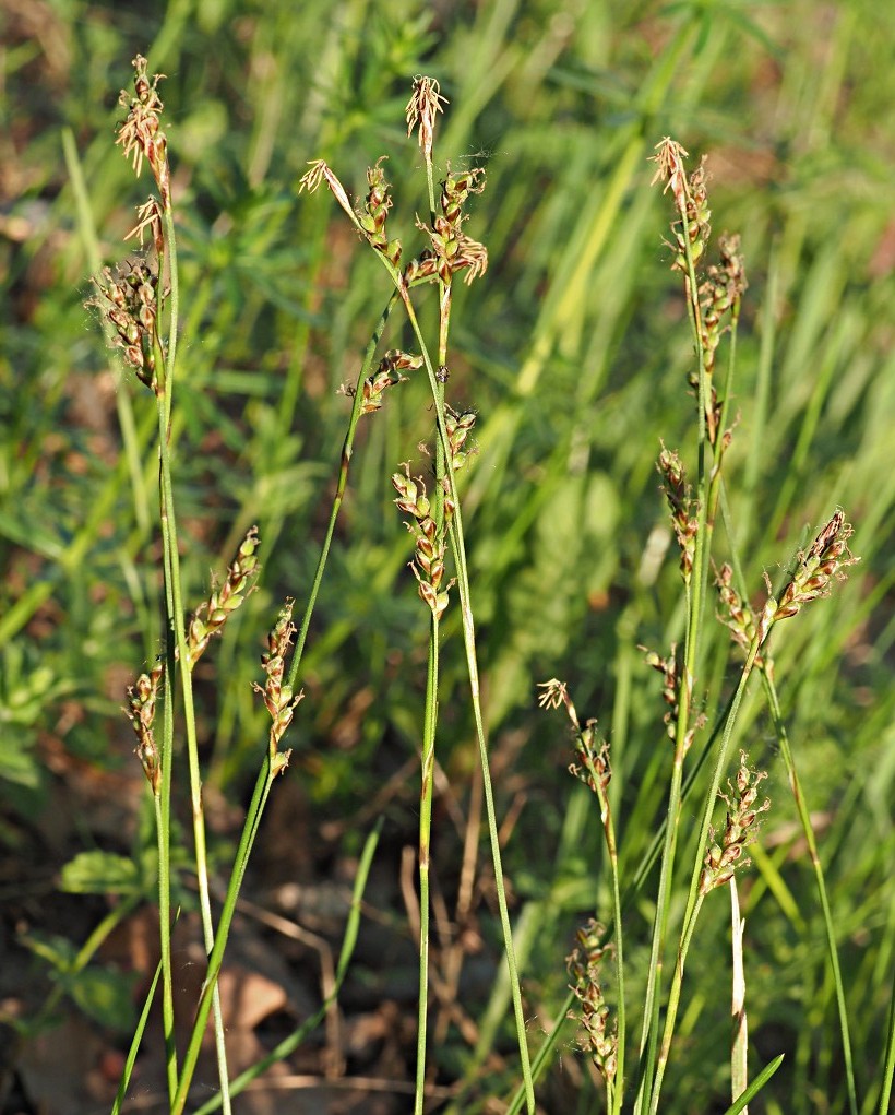 Изображение особи Carex rhizina.