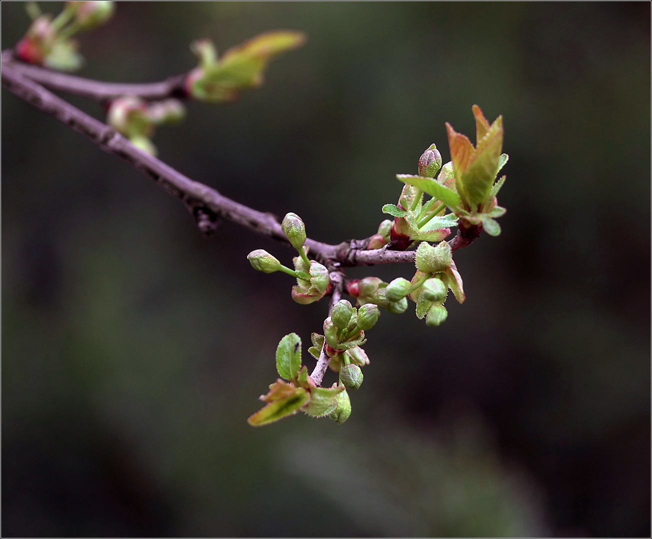 Изображение особи Cerasus vulgaris.