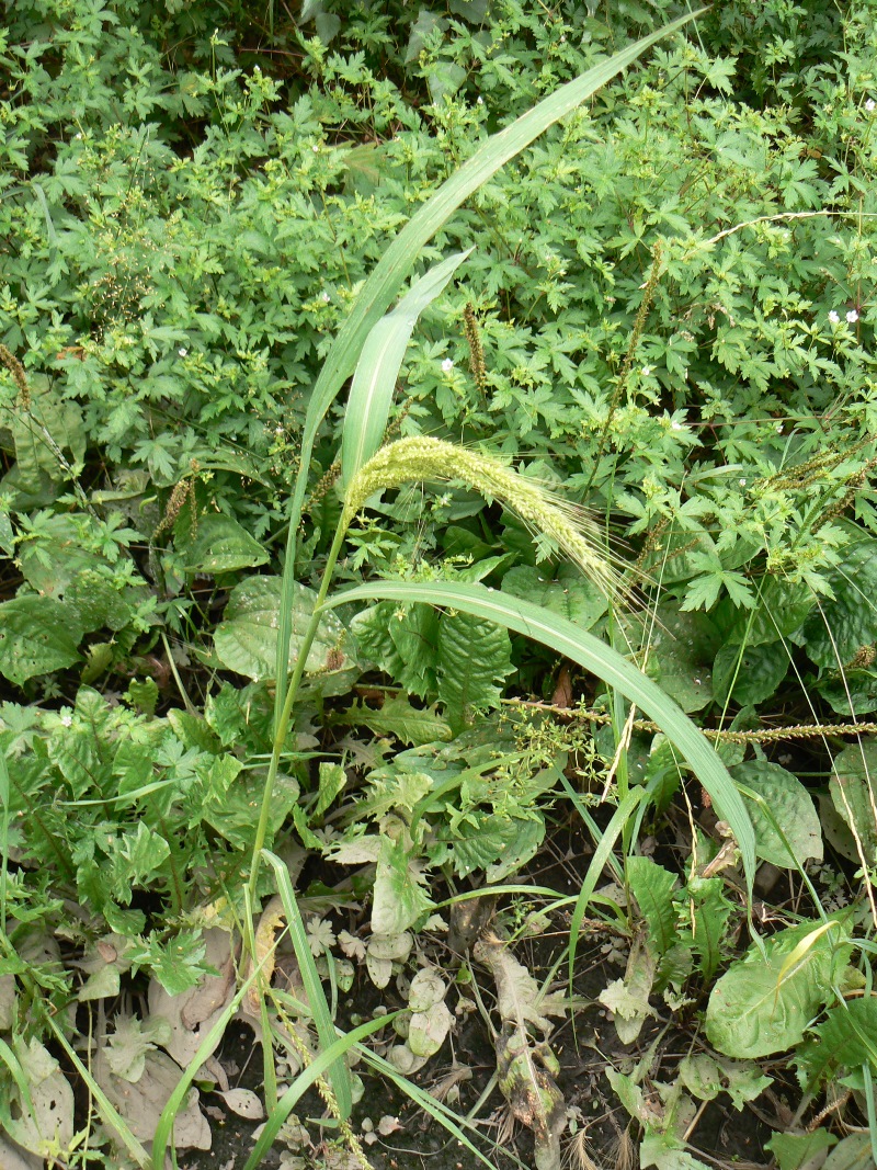 Image of Echinochloa crus-galli specimen.