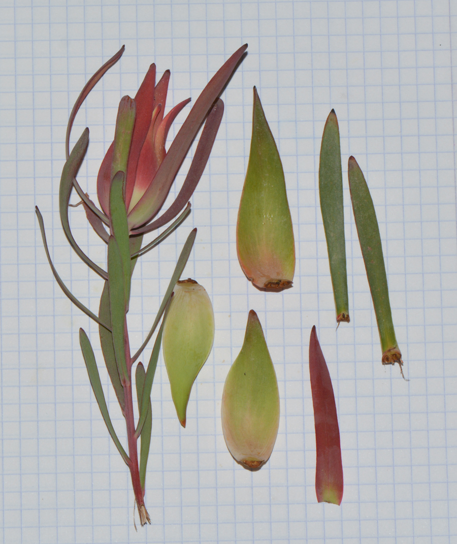 Image of genus Leucadendron specimen.