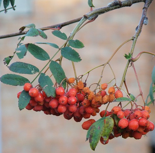 Image of Sorbus aucuparia specimen.