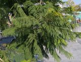 Jacaranda mimosifolia. Верхушка ветви. Краснодарский край, г. Краснодар, парк \"Краснодар\". 15.10.2021.