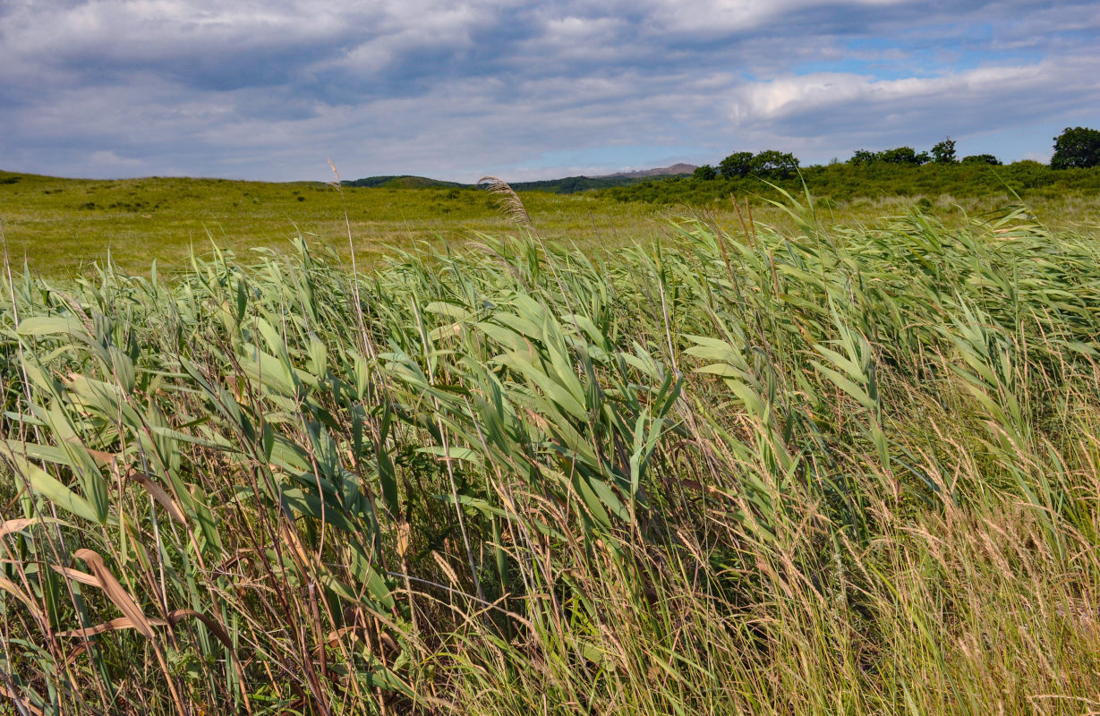 Изображение особи Phragmites australis.