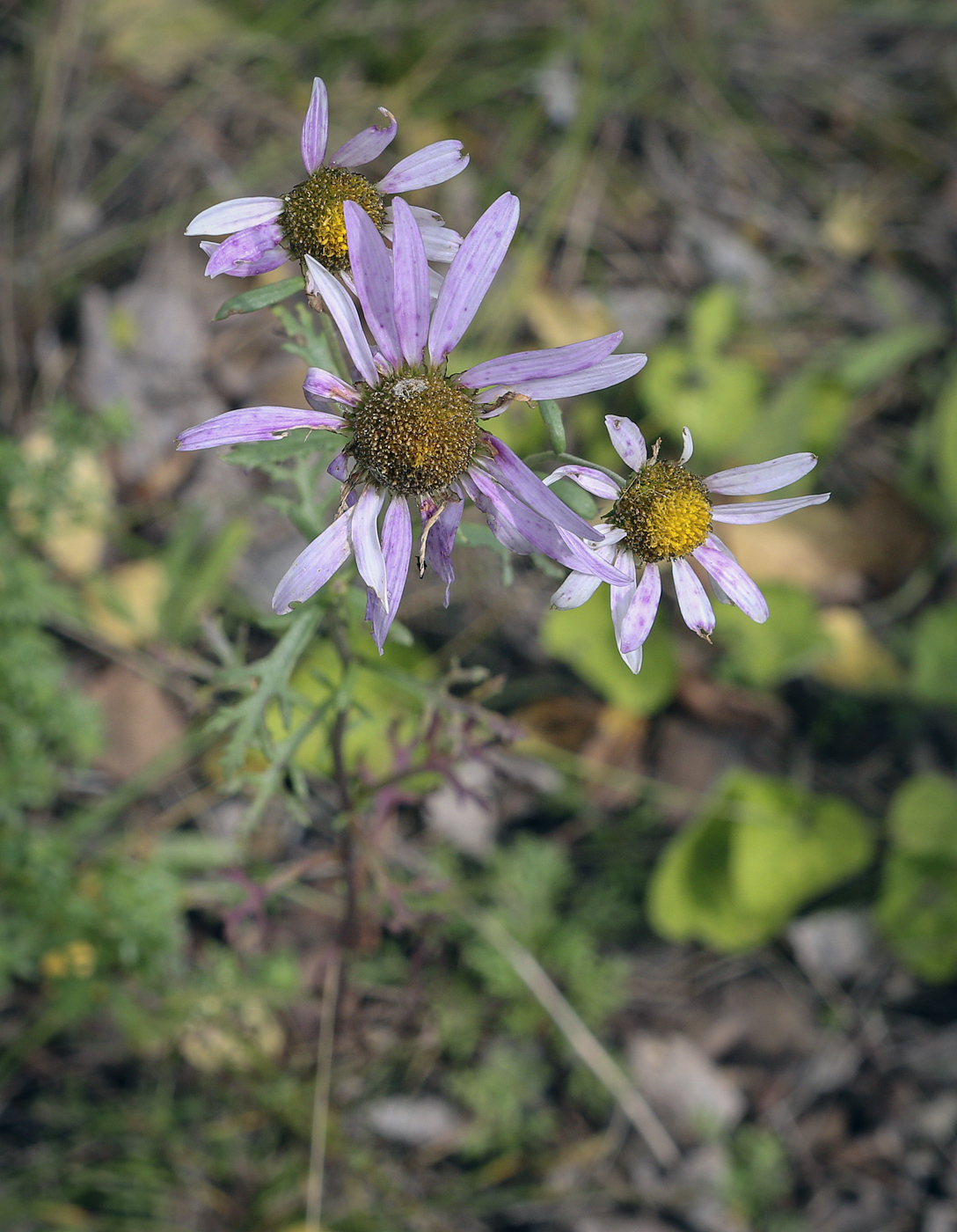 Image of Chrysanthemum zawadskii specimen.