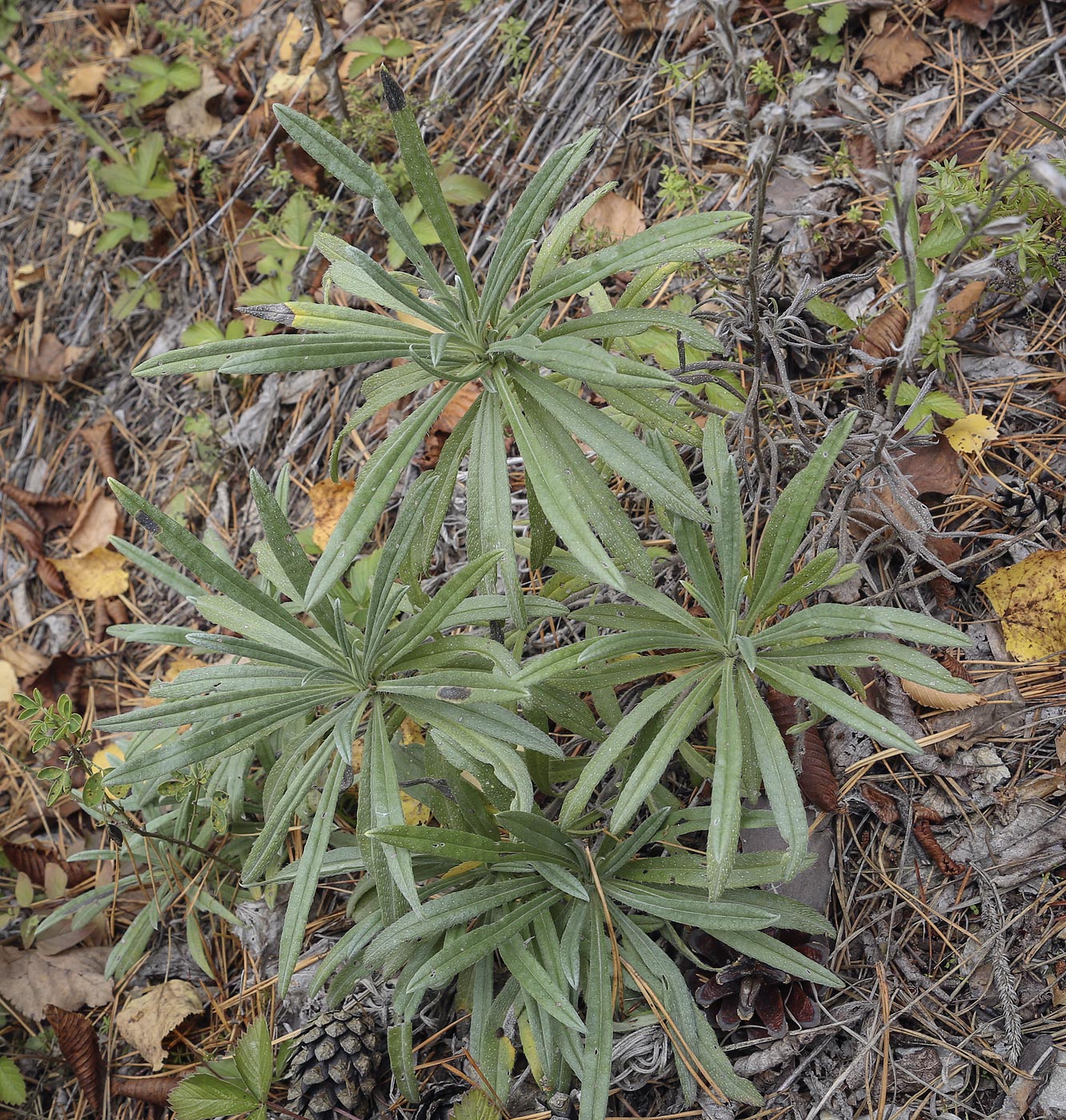 Изображение особи Onosma volgensis.