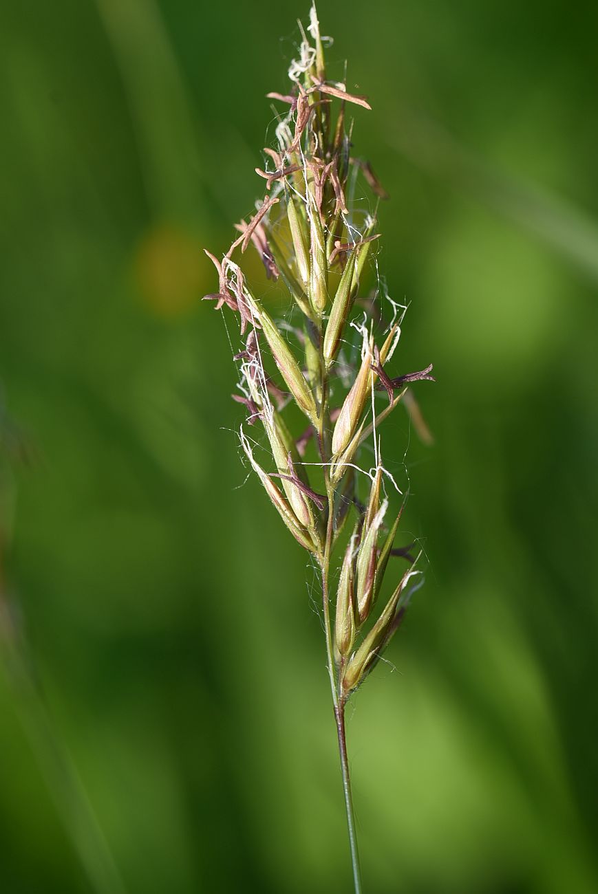 Image of Anthoxanthum odoratum specimen.