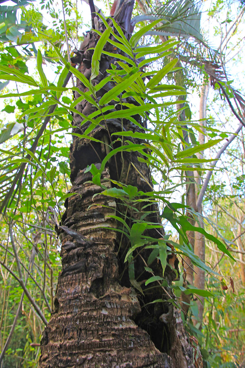 Image of class Polypodiopsida specimen.