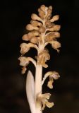 Neottia nidus-avis. Соцветие. Дагестан, Табасаранский р-н, окр. с. Татиль, буковый лес. 23 мая 2022 г.
