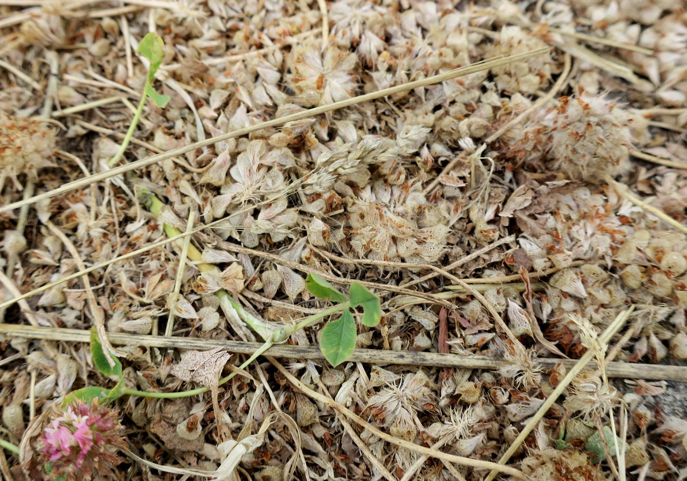 Image of Trifolium fragiferum specimen.