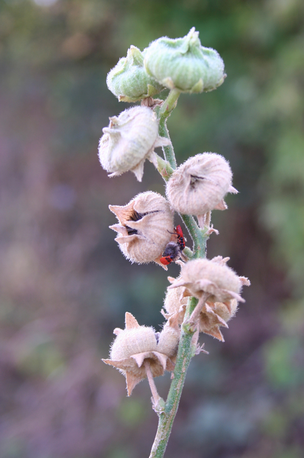 Image of Alcea rugosa specimen.