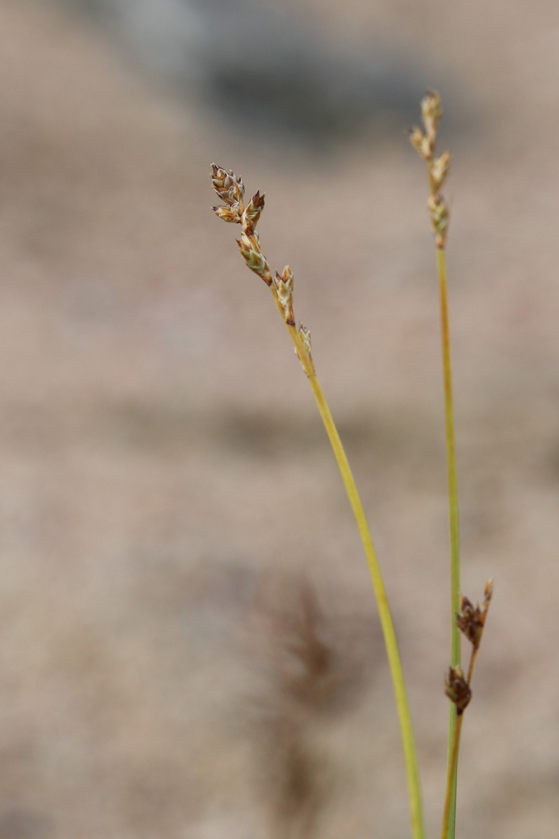 Изображение особи Carex brunnescens.